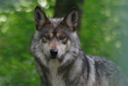 Wolf Conservation Center